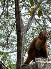 Expedição Vida Silvestre reintegra macacos-prego e outras espécies na natureza