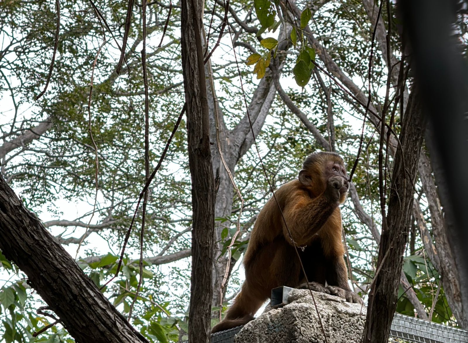 Expedição Vida Silvestre reintegra macacos-prego e outras espécies na natureza