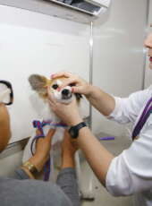 Governo do Ceará amplia atendimento animal com novo edital do VET+ Ceará para credenciamento de clínicas veterinárias