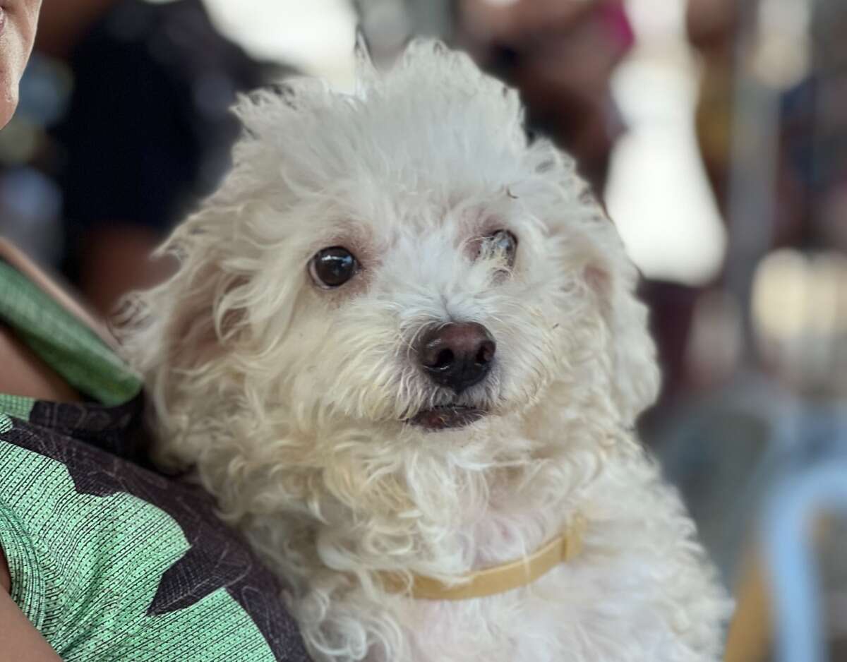 Giro Pet Ceará leva atendimento veterinário para a Praia do Futuro