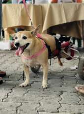 Mês de Prevenção à Crueldade Animal tem encerramento com ação da Sepa no Vila Social Canindezinho