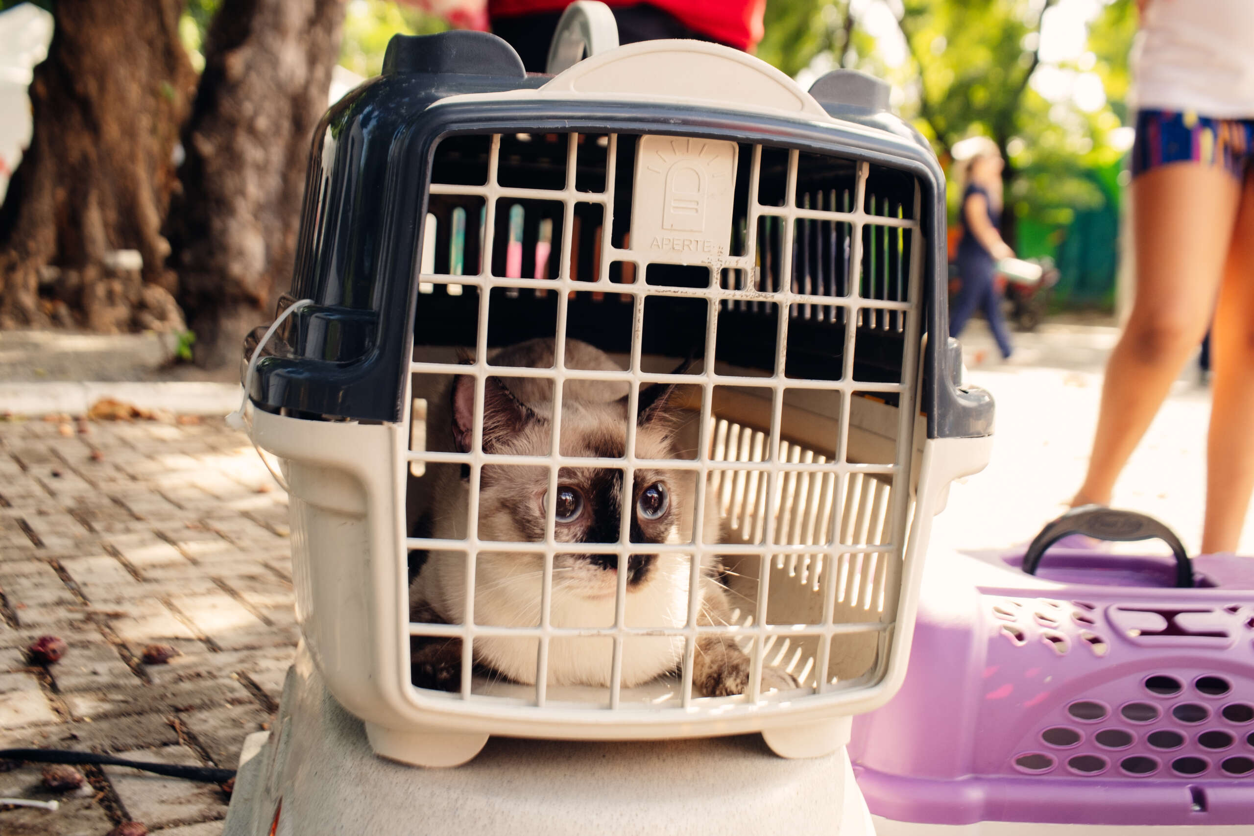 Pet Ceará Móvel chega a Parambu; agendamento já está disponível