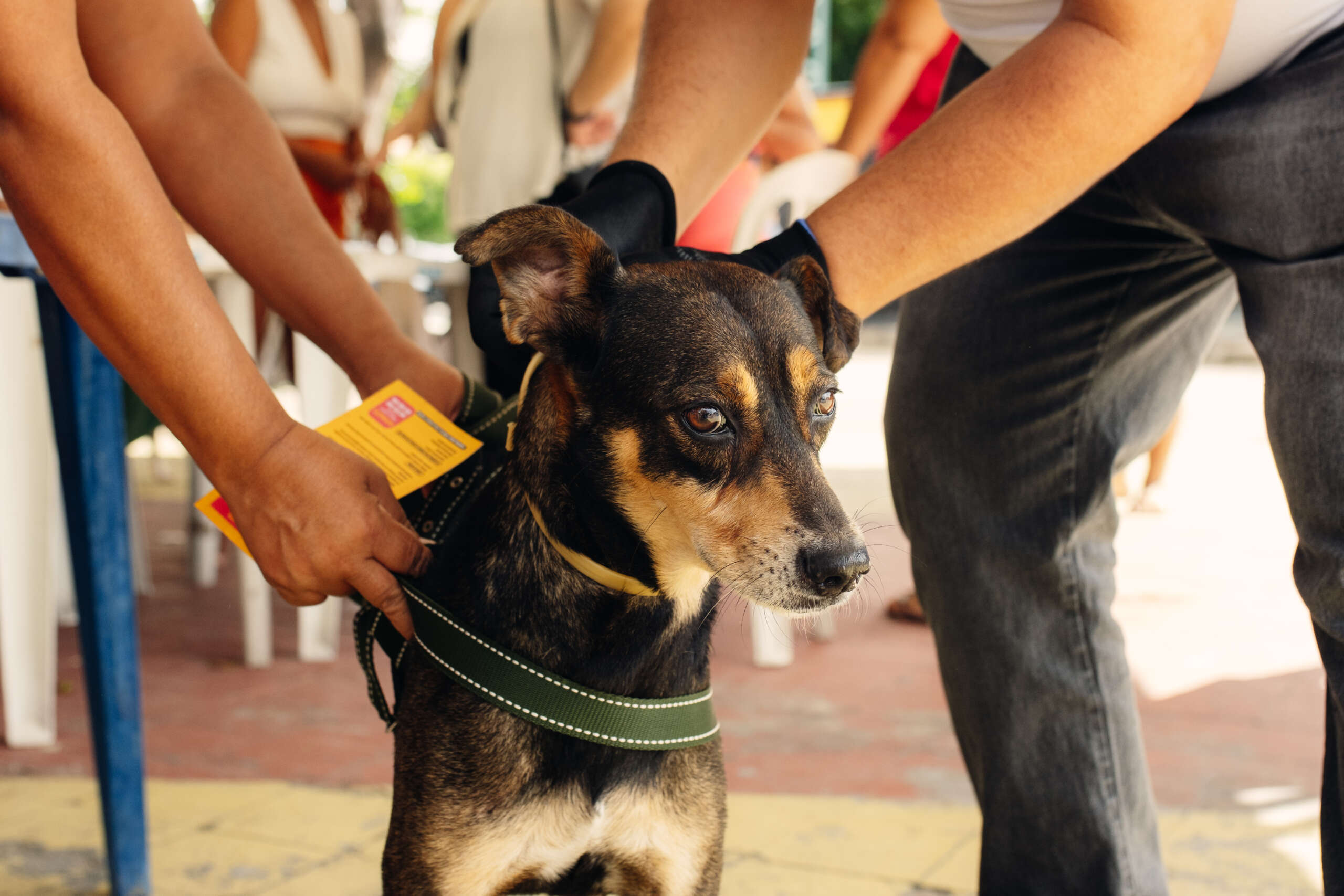 Giro Pet Ceará chega a região do Vale do Curu com assistência veterinária