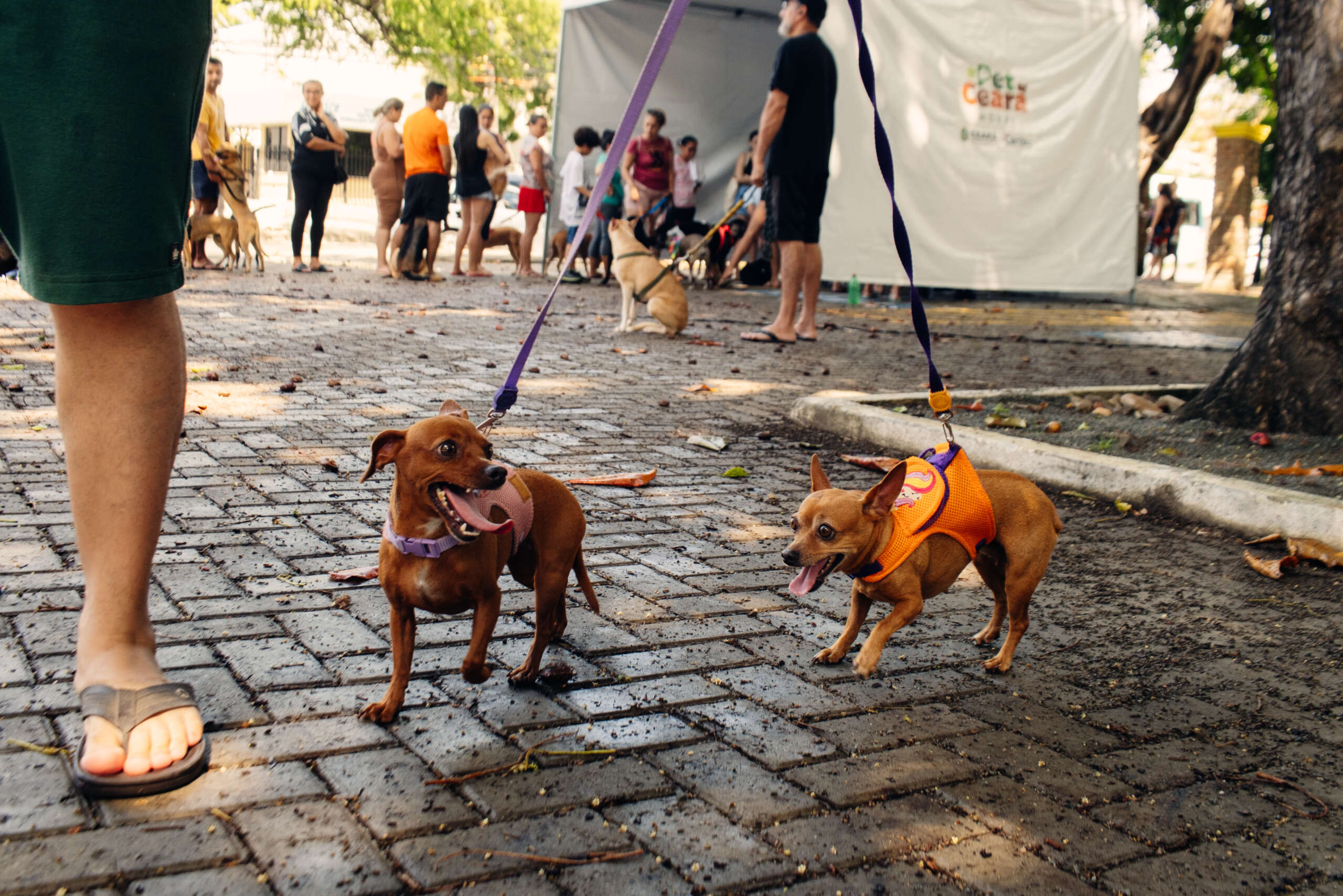 Pet Ceará Móvel chega a Quixeramobim; agendamento já está disponível