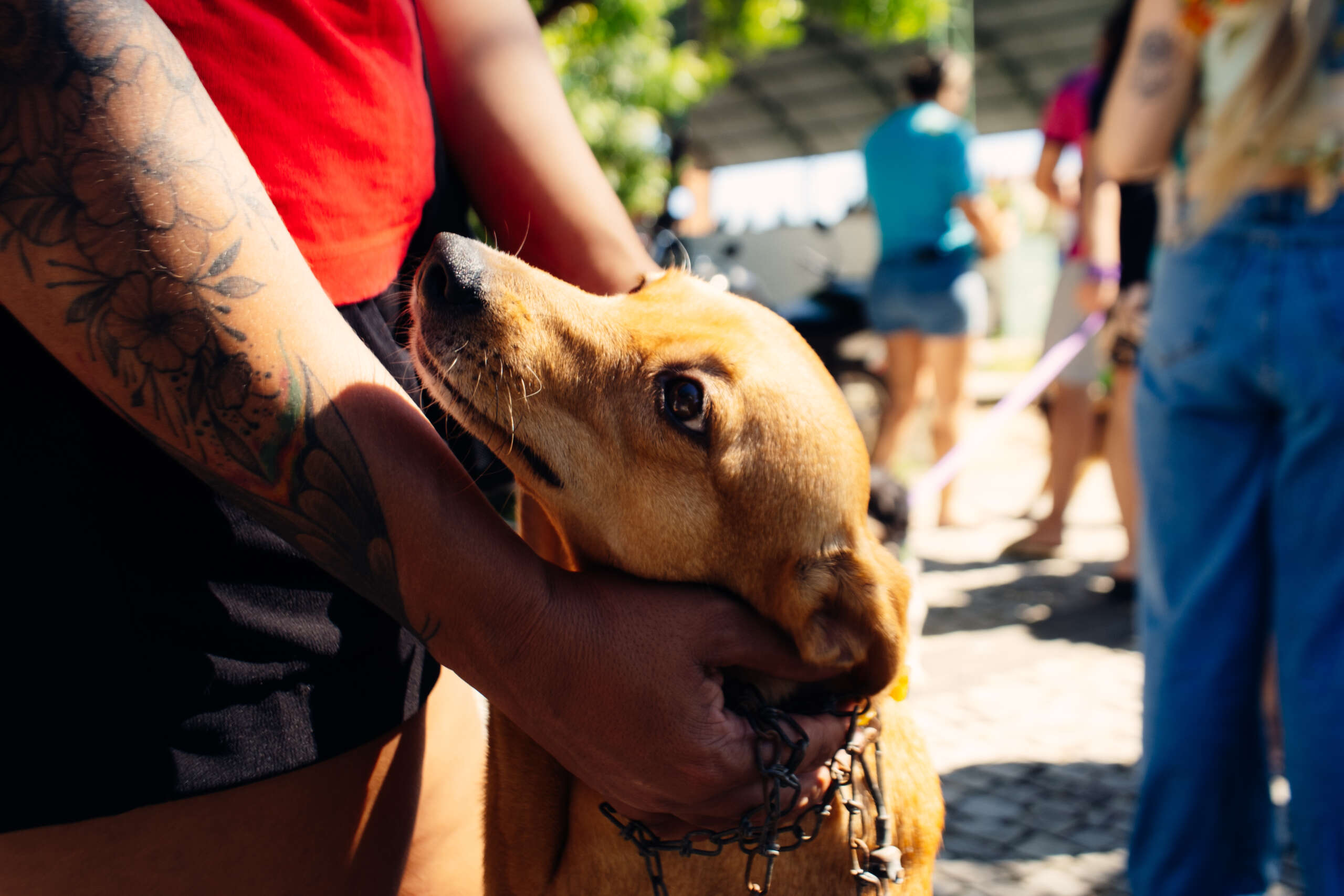 Pet Ceará Móvel chega a Quiterianópolis; agendamento já está disponível