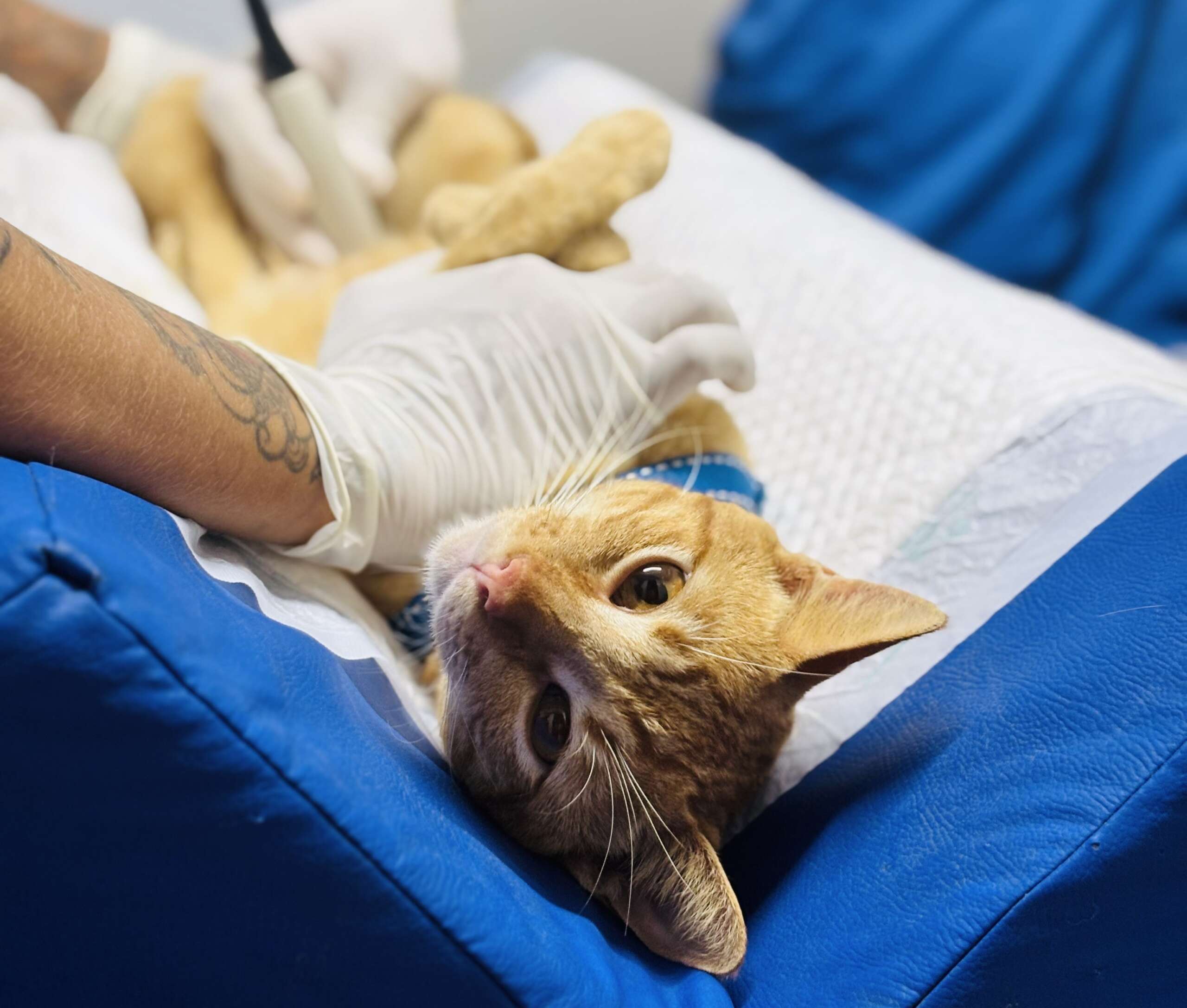 VET+ Ceará abre novo edital para credenciamento de clínicas veterinárias em regiões do Estado