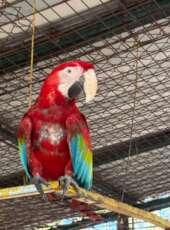 Supesp e Sepa lançam Painel Dinâmico de Proteção Animal nesta terça-feira (13/01)