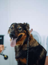 Pet Ceará Móvel chega ao Vicente Pinzon com castração gratuita a partir de terça-feira (3)