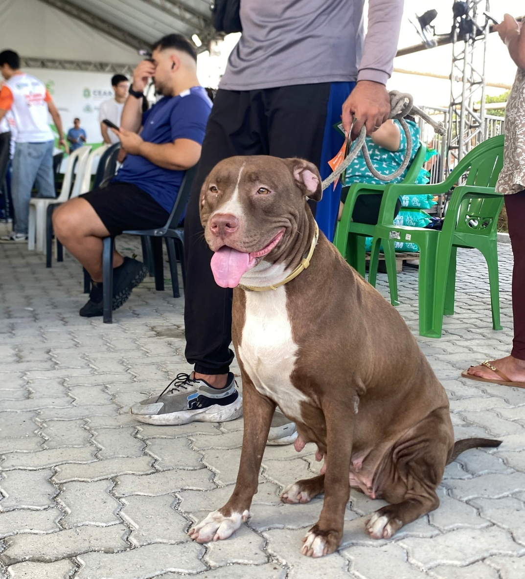 Governo do Ceará leva Pet Ceará Móvel a Maracanaú com serviço de castração gratuita