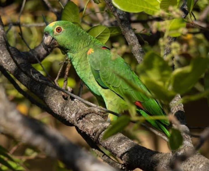 Refaunação de papagaio-verdadeiro marca avanço na conservação de fauna silvestre no Ceará